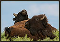 Bison 6829 Thumbnail